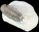 Crotalocephalina Trilobite - Zguid, Morocco #49483-4